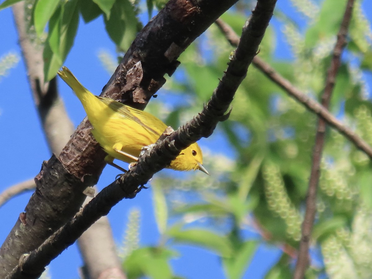 Yellow Warbler - ML620138829