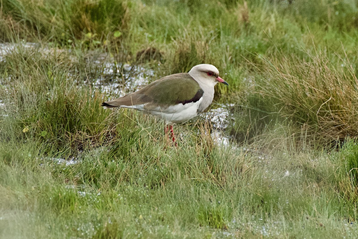 Andean Lapwing - ML620138835