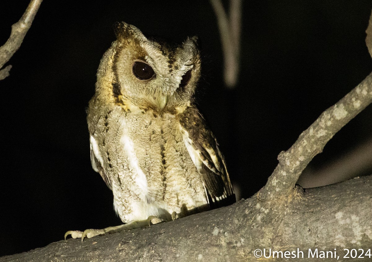 Collared Scops-Owl - ML620138837