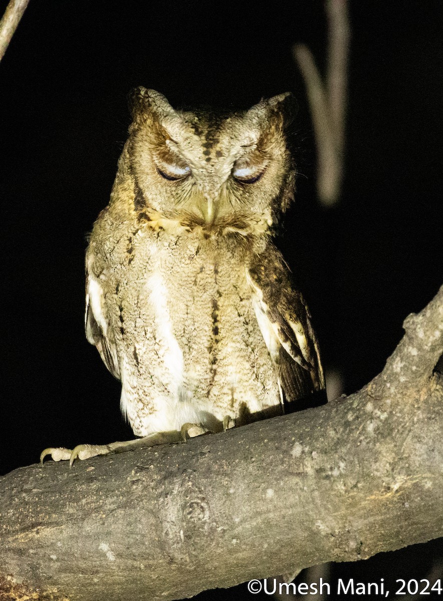 Collared Scops-Owl - ML620138839