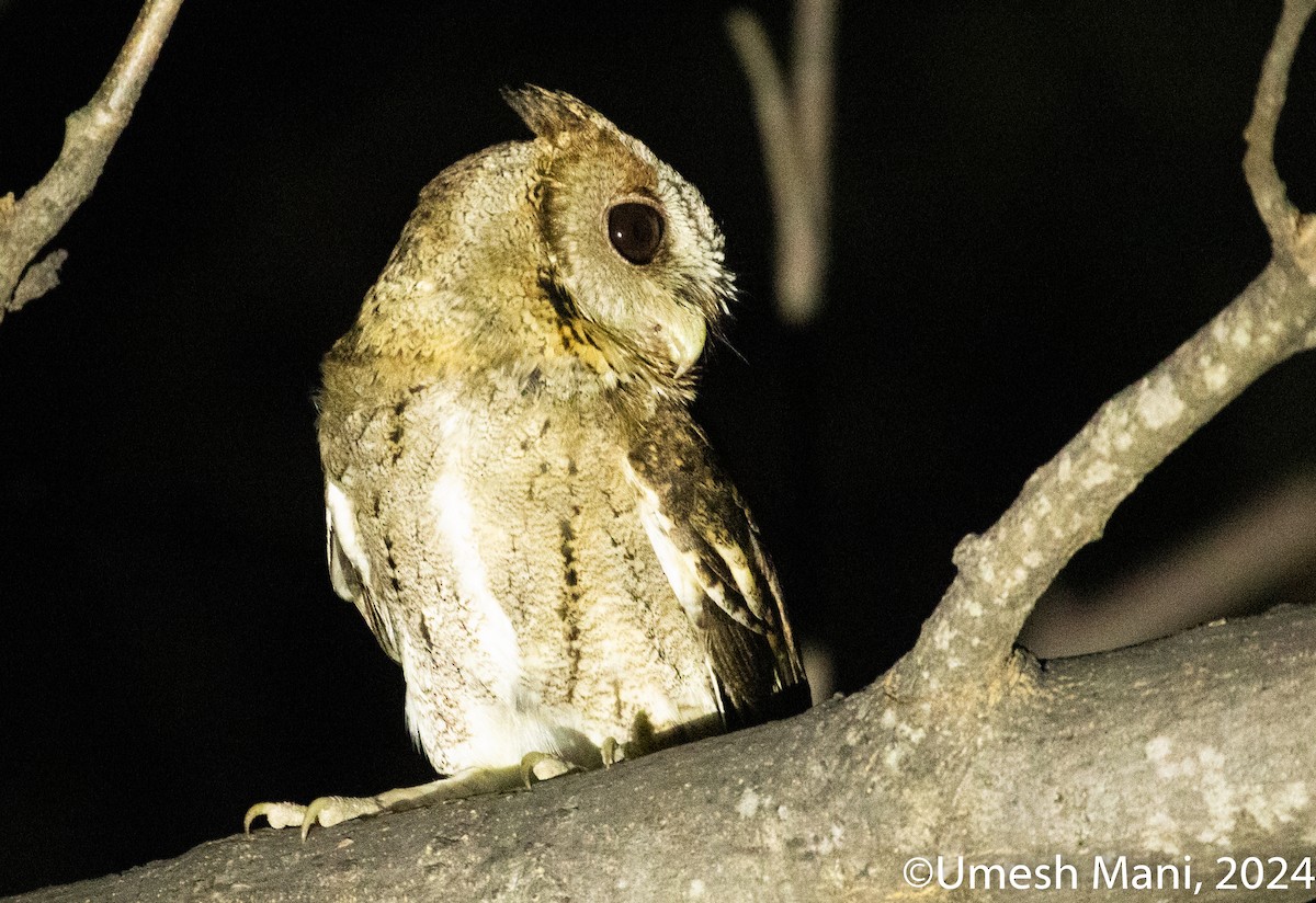 Collared Scops-Owl - ML620138841