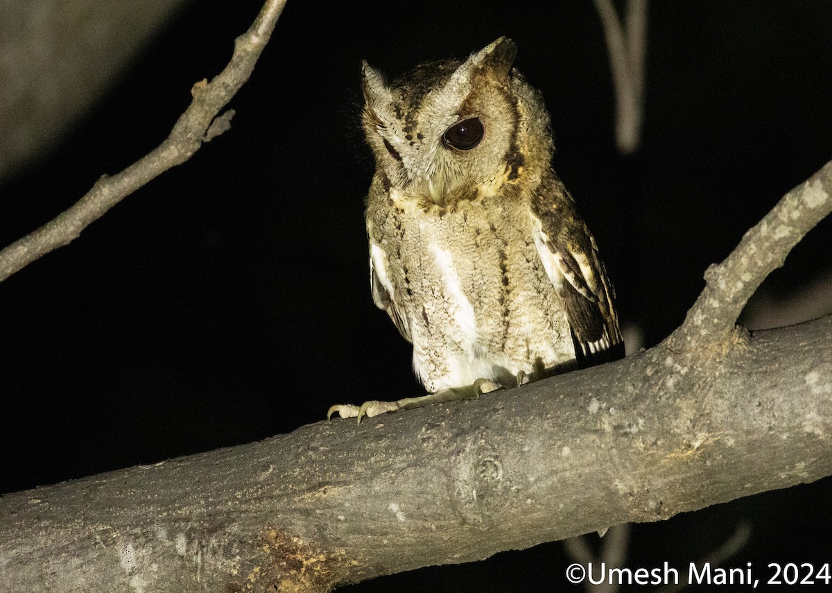 Collared Scops-Owl - ML620138843