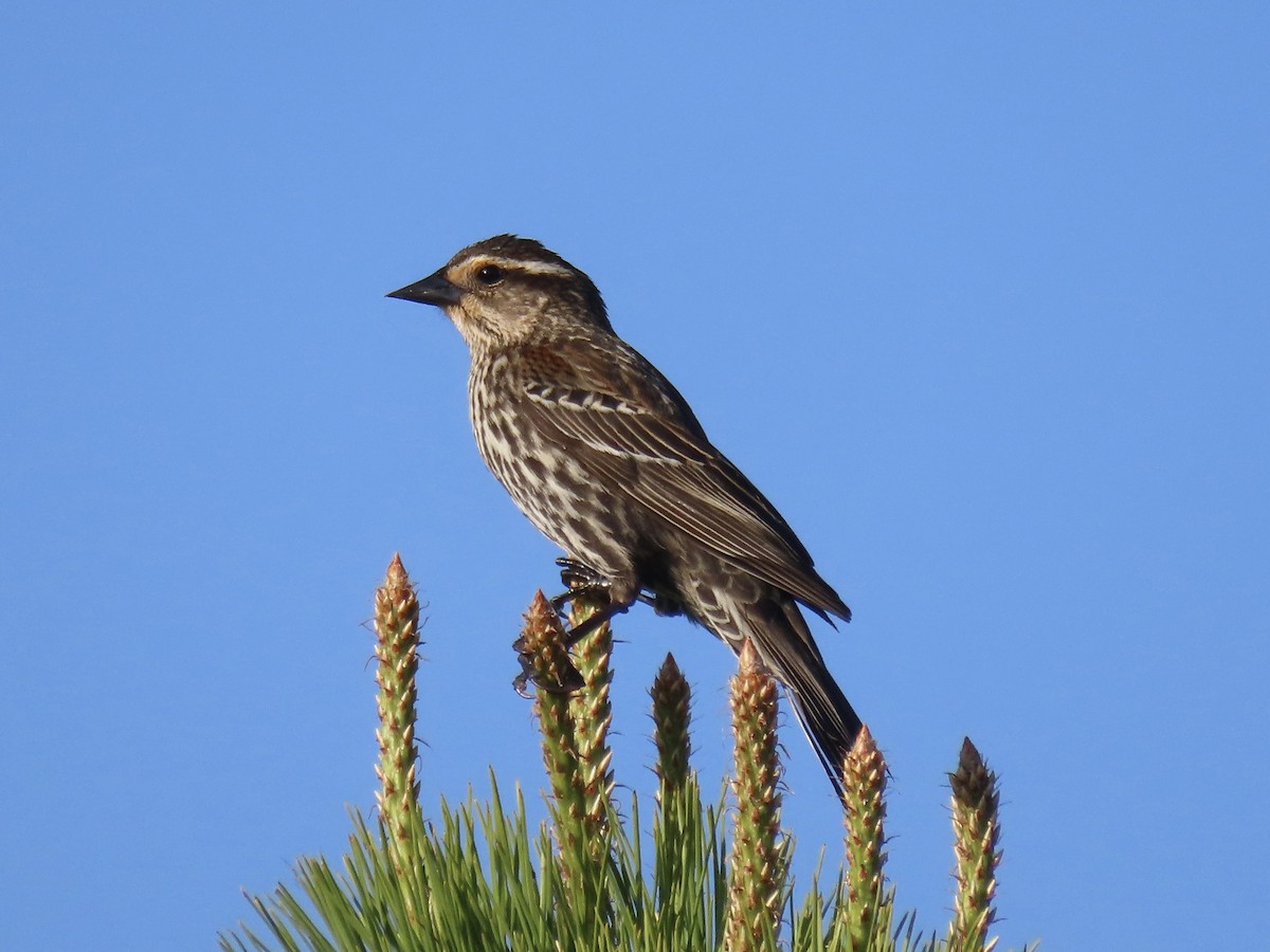 Red-winged Blackbird - ML620138847