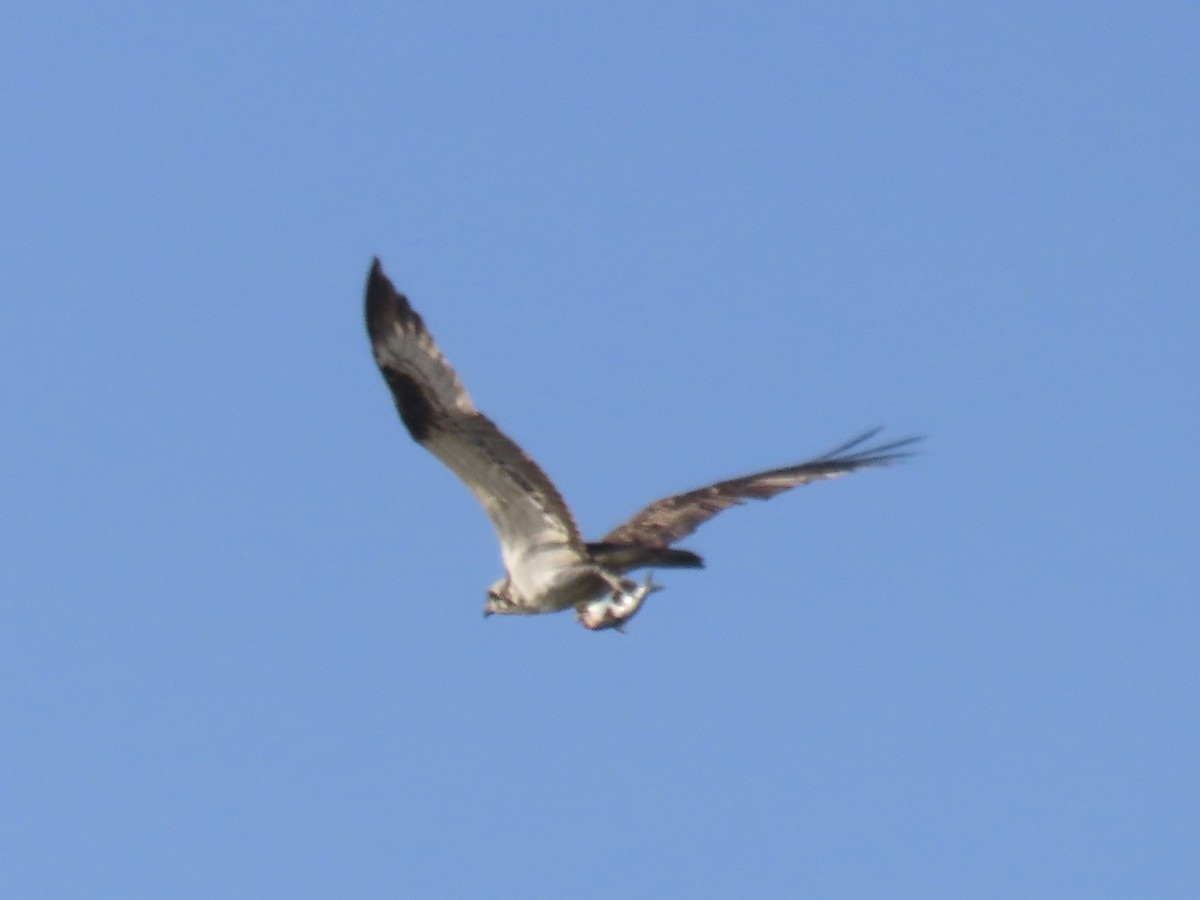 Águila Pescadora - ML620138855