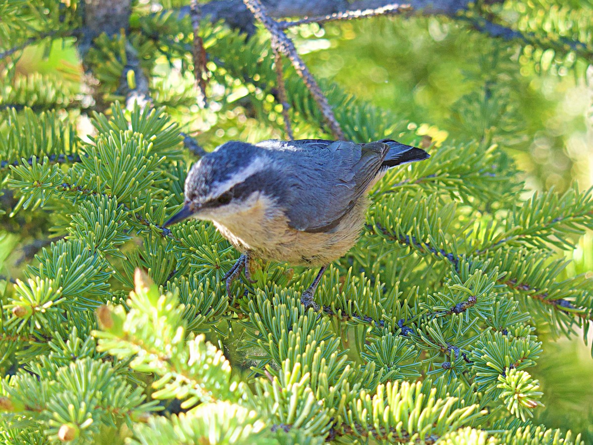 Red-breasted Nuthatch - ML620138856