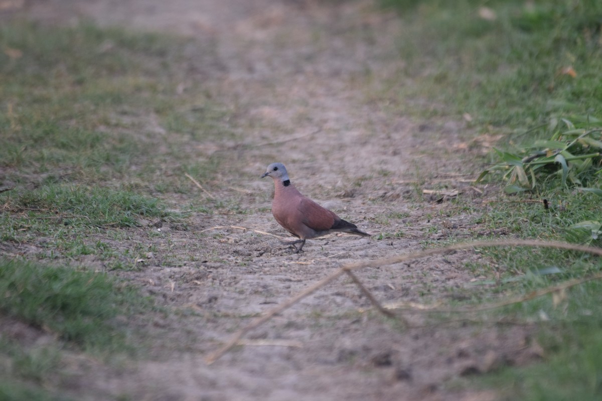 Red Collared-Dove - ML620138861