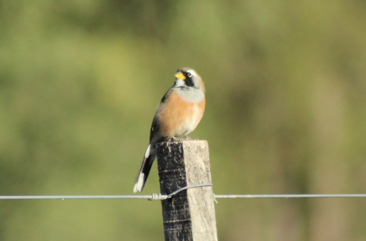 Many-colored Chaco Finch - ML620138863