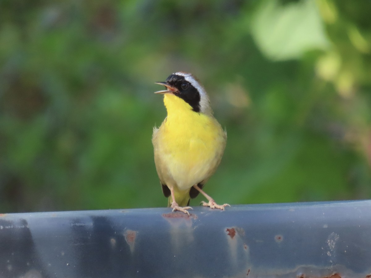 Common Yellowthroat - ML620138865