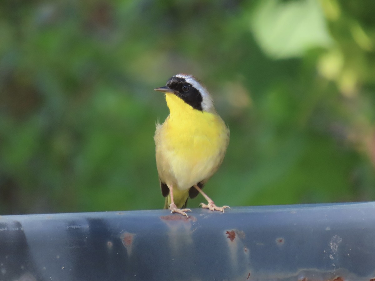 Common Yellowthroat - ML620138866