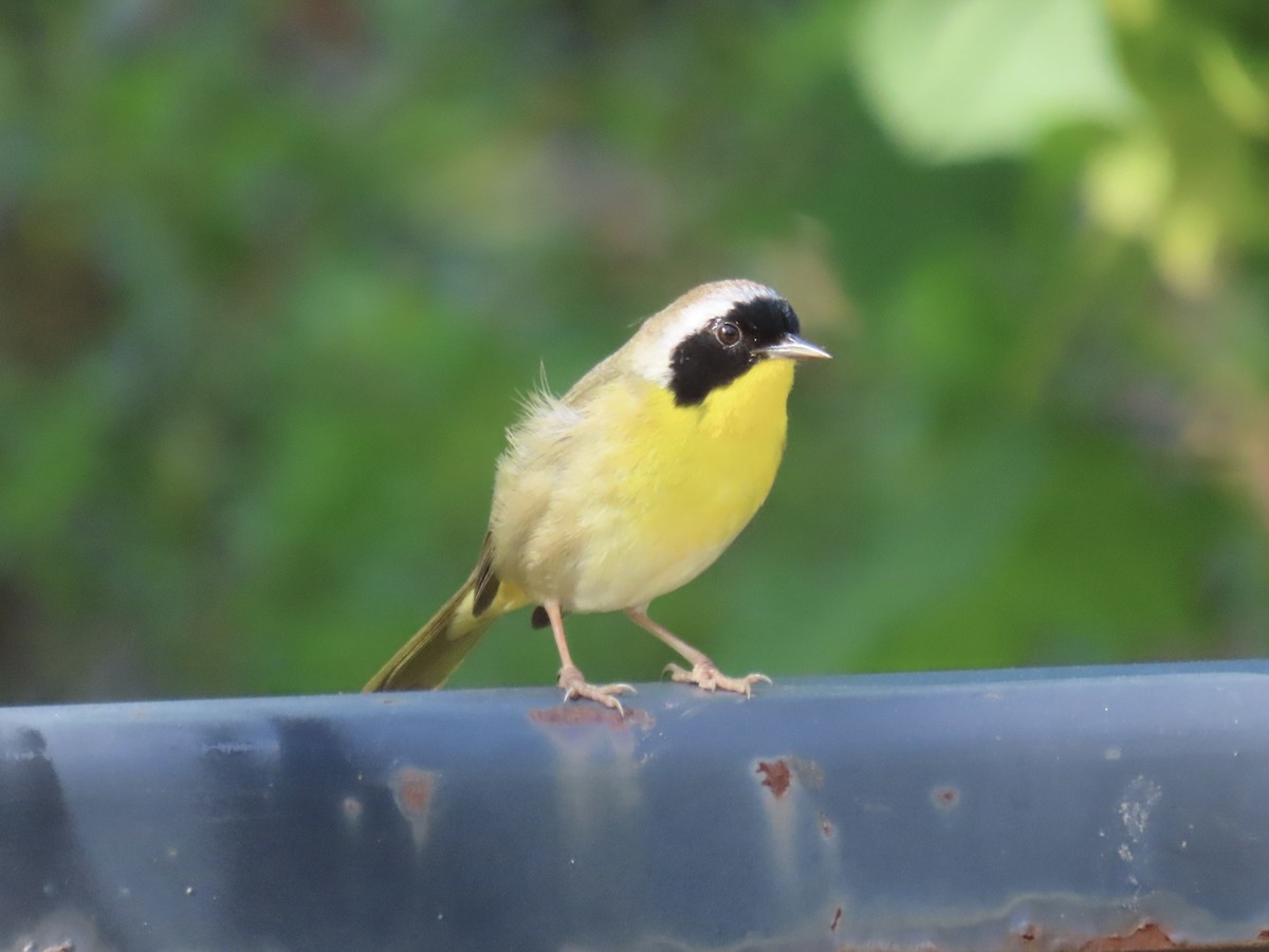 Common Yellowthroat - ML620138867