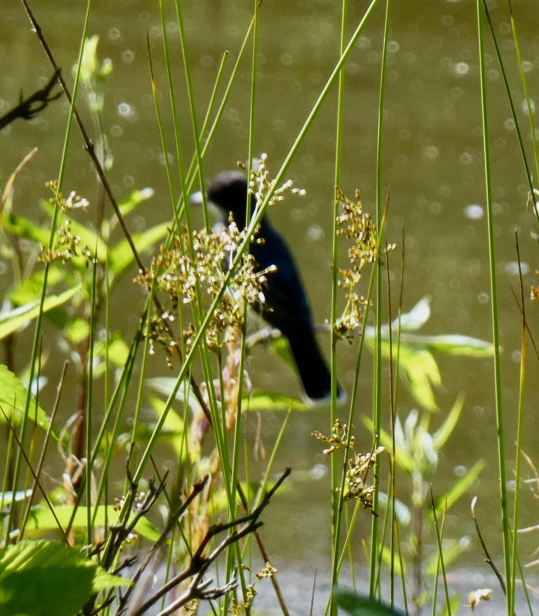 Eastern Kingbird - ML620138871