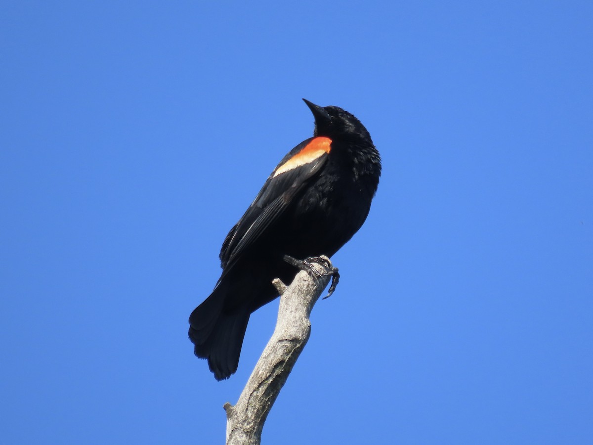 Red-winged Blackbird - ML620138875