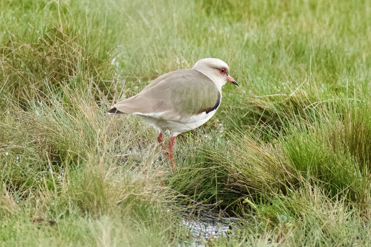 Vanneau des Andes - ML620138877