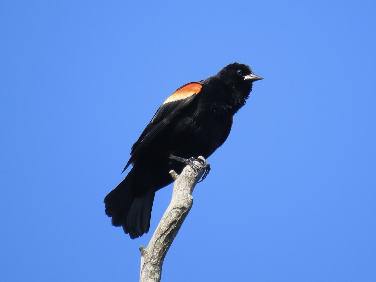 Red-winged Blackbird - ML620138878