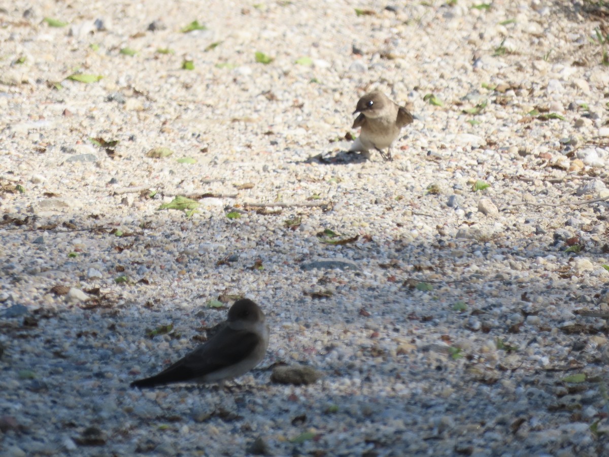 Northern Rough-winged Swallow (Northern) - ML620138884