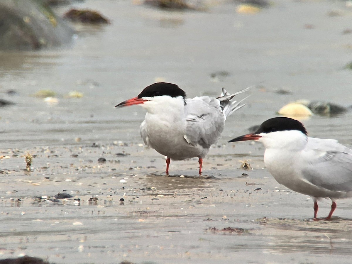 Common Tern - ML620138906