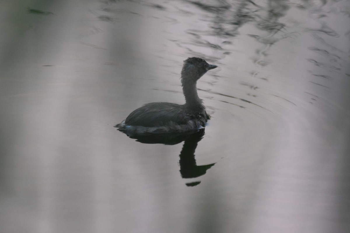 Little Grebe - ML620138907