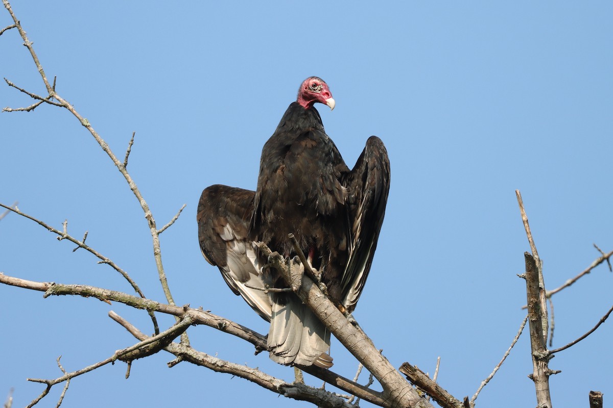 Turkey Vulture - ML620138908