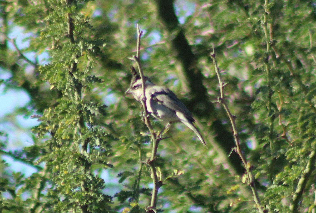 Black-crested Finch - ML620138917