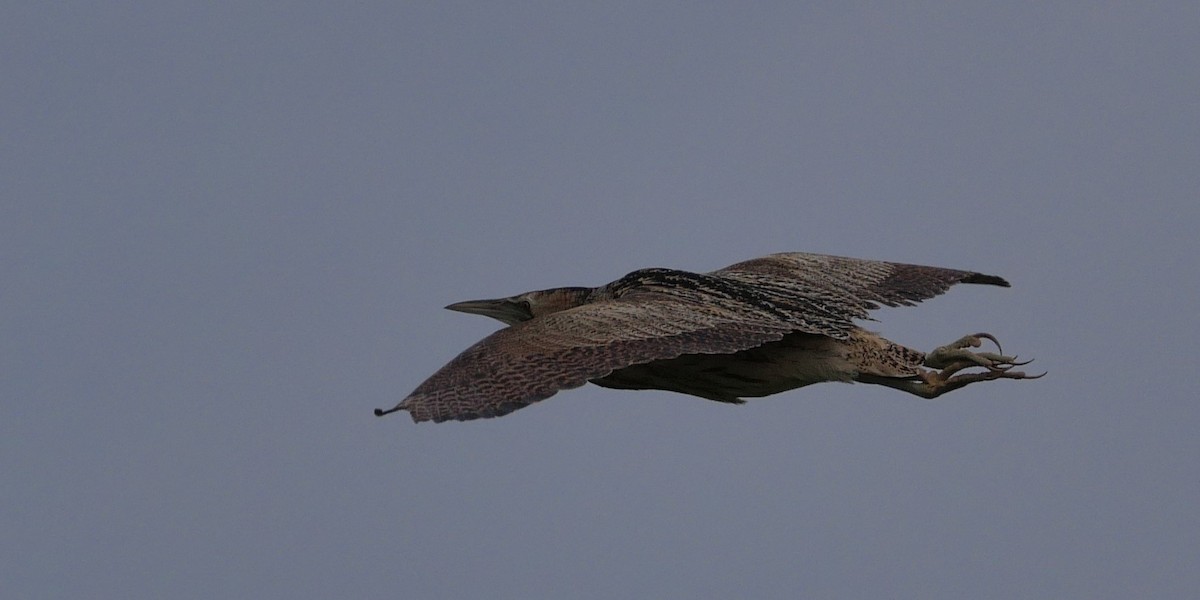 Great Bittern - ML620138921