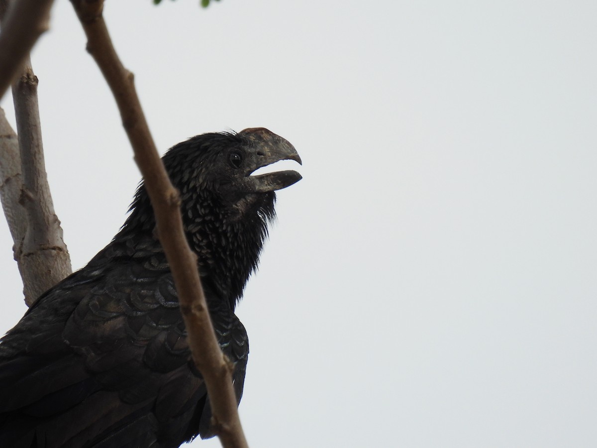 Smooth-billed Ani - ML620138927