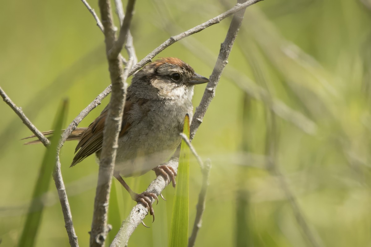 Swamp Sparrow - ML620138943