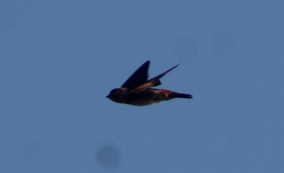 Cave Swallow - ML620138951