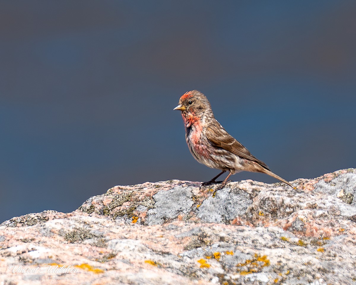 Lesser Redpoll - ML620138952