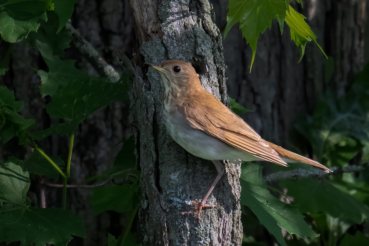 Veery - ML620138956