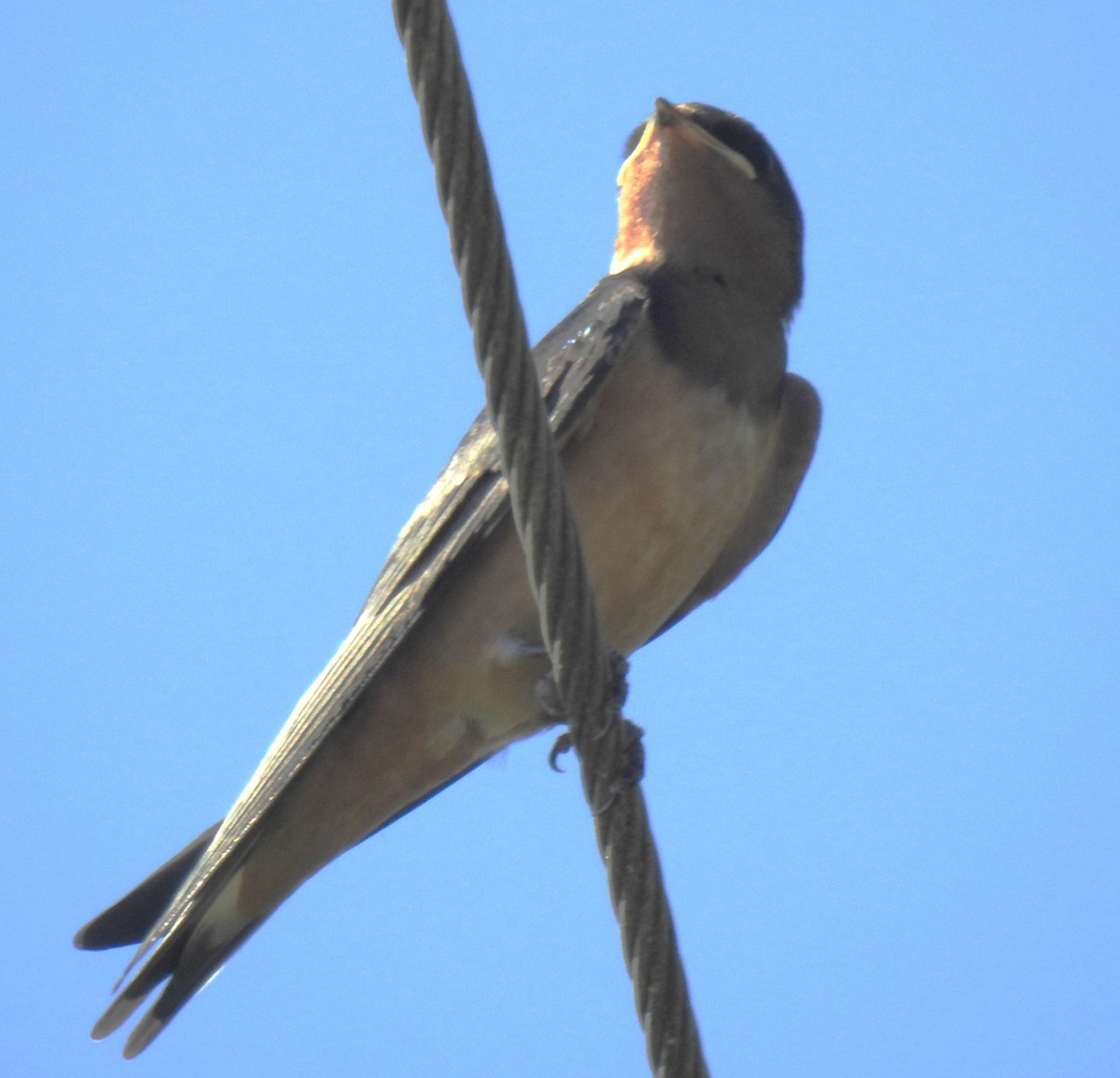 Barn Swallow - ML620138963
