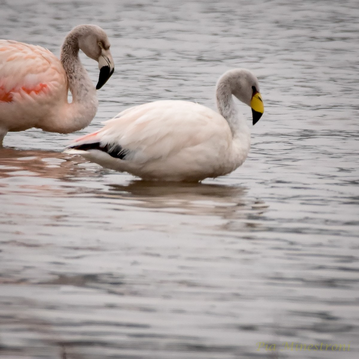 James's Flamingo - ML620138964