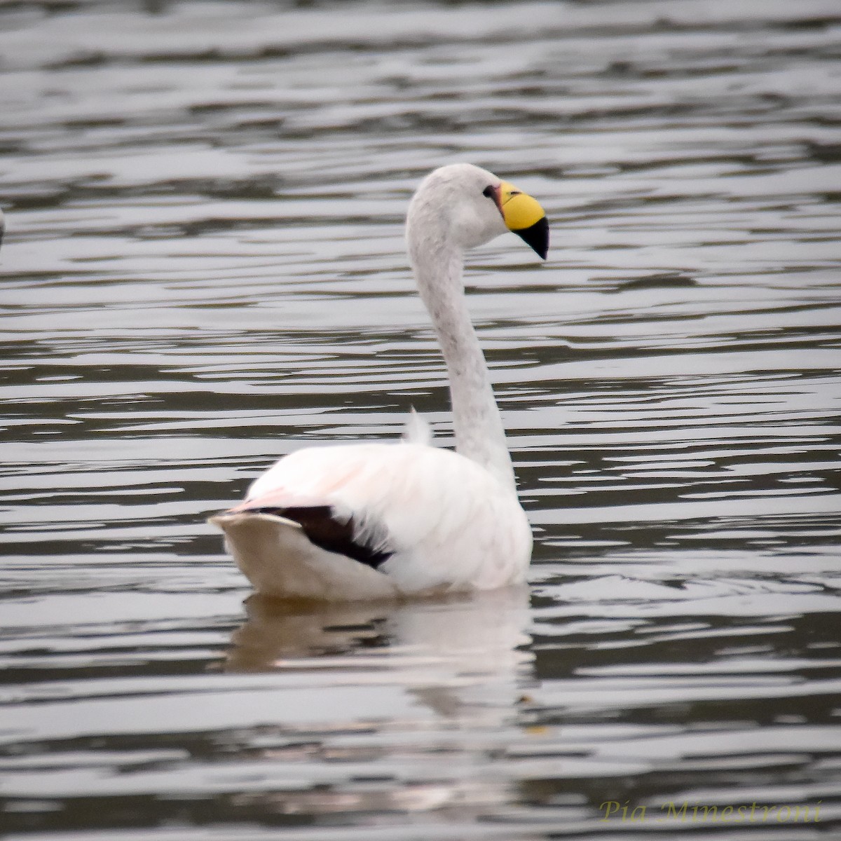 Jamesflamingo - ML620138966