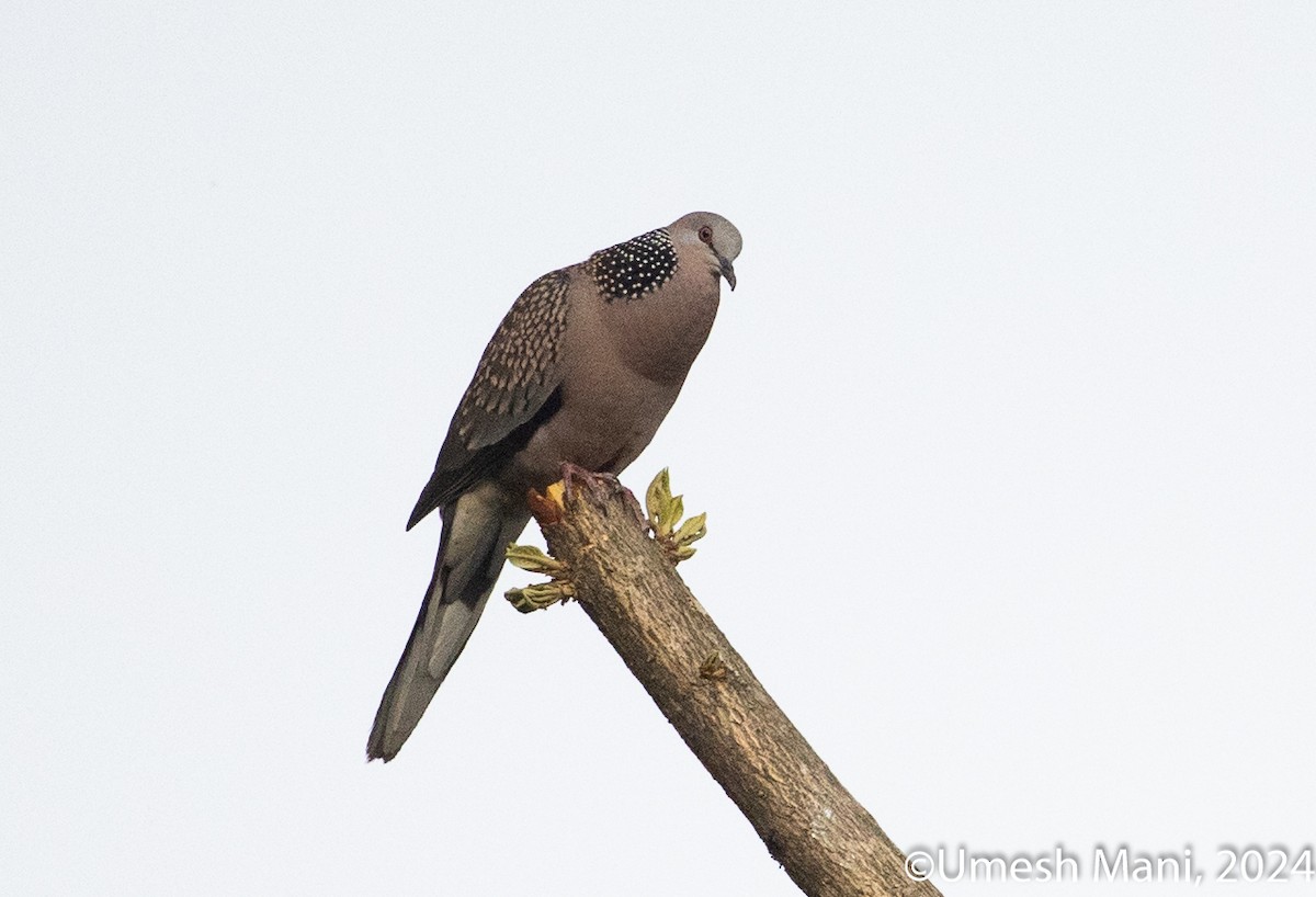 Spotted Dove - ML620138967