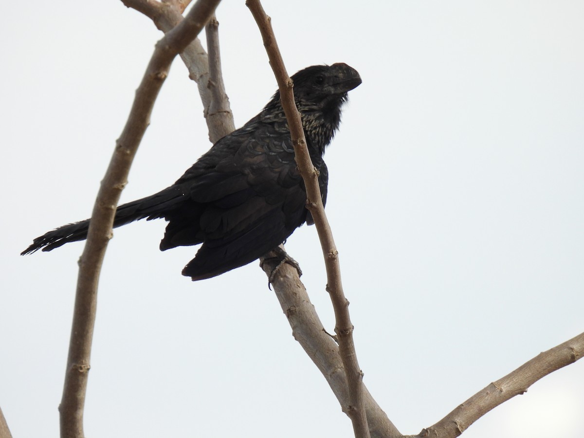 Smooth-billed Ani - ML620138971