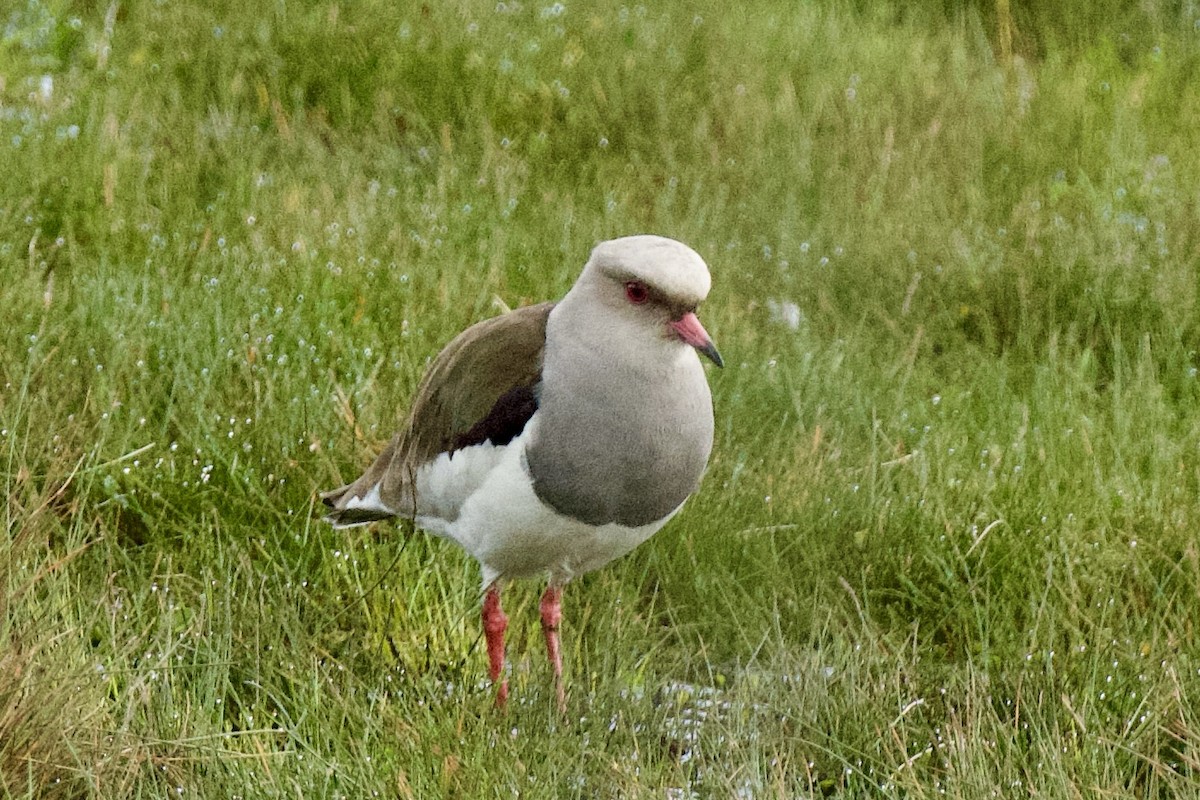 Andean Lapwing - ML620138976