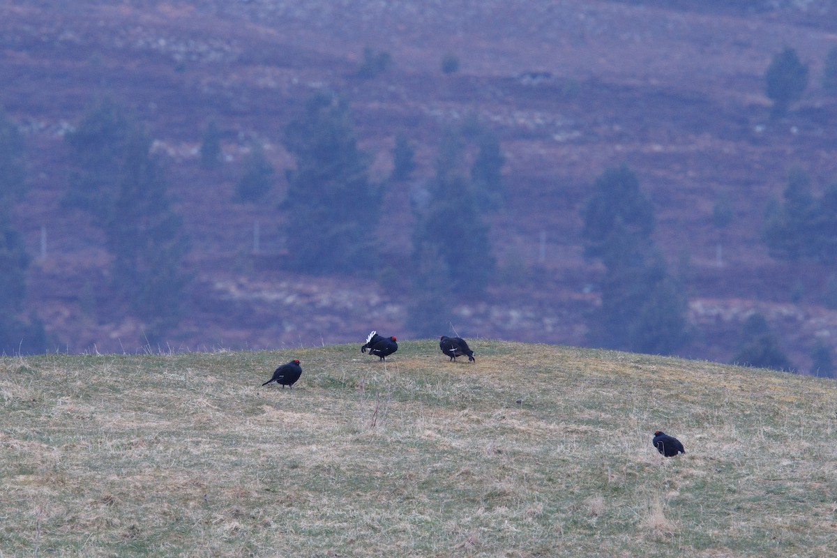 Black Grouse - ML620138984