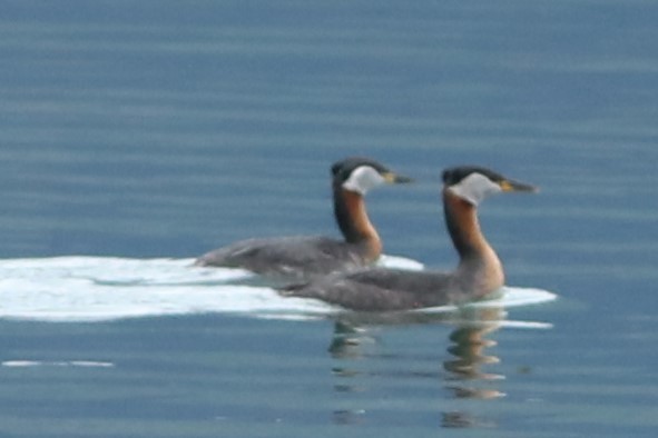 Red-necked Grebe - ML620139001