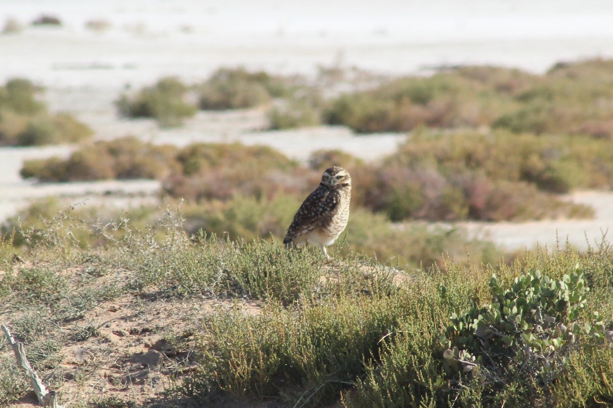 Burrowing Owl - ML620139002