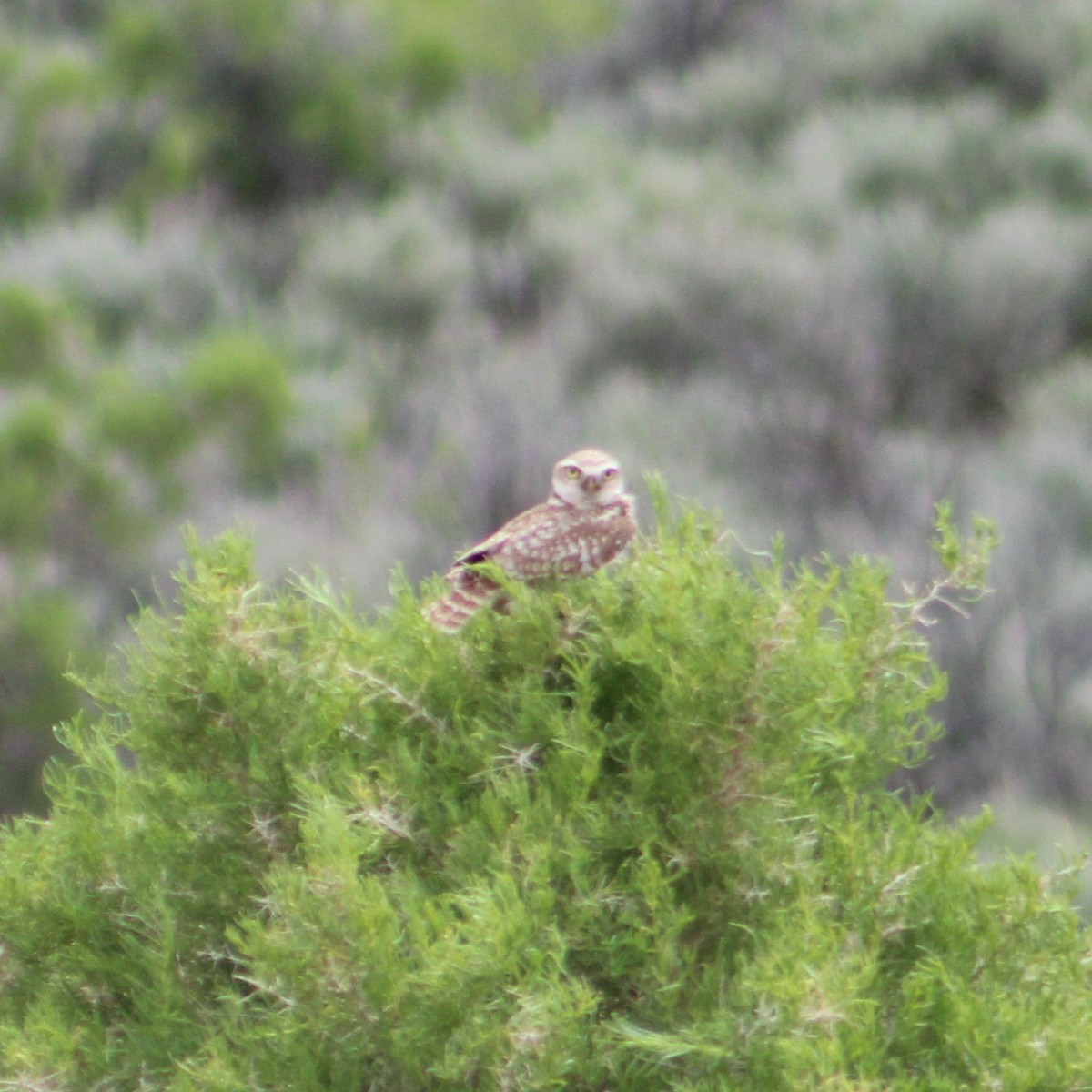 Burrowing Owl - ML620139025