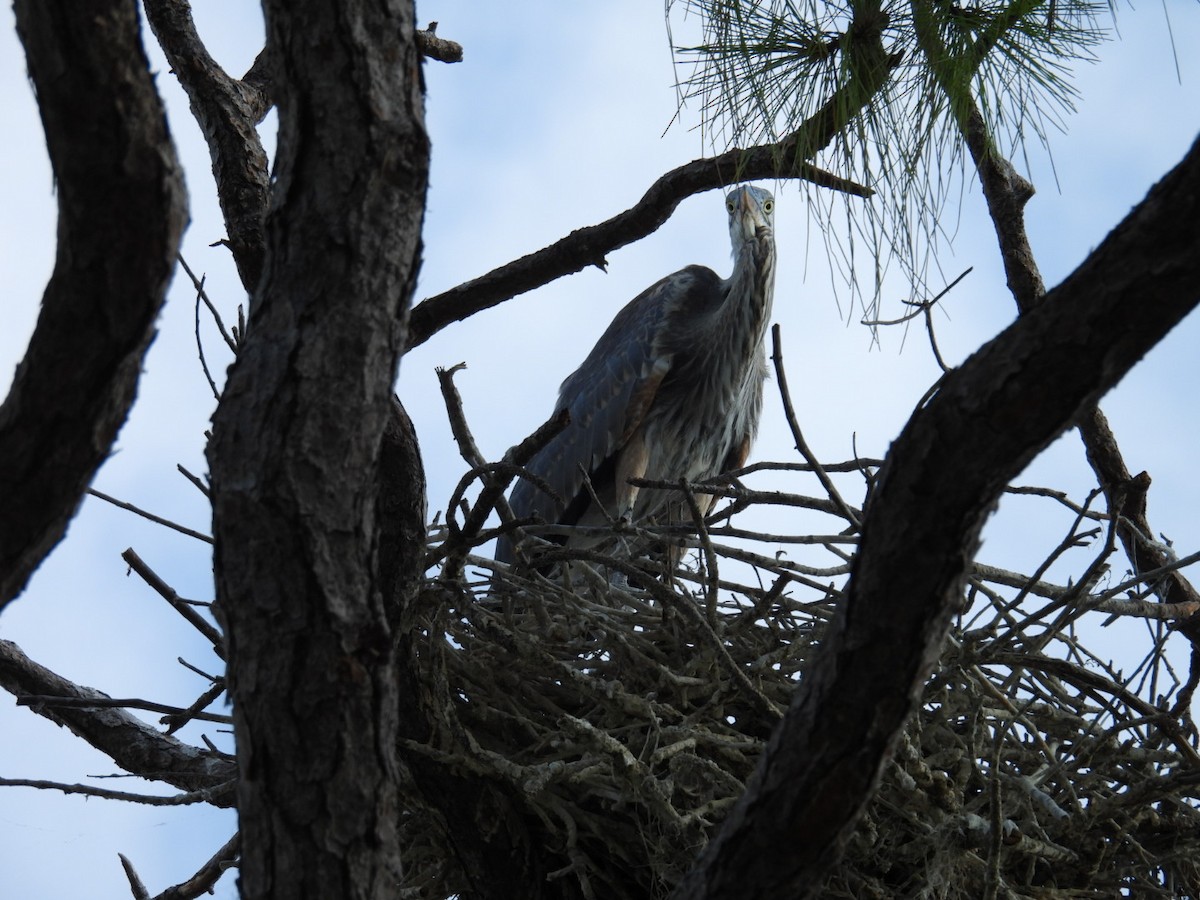 Great Blue Heron - ML620139034