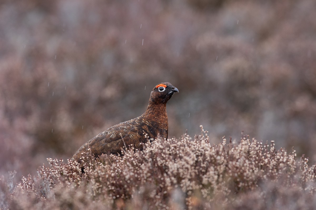 Willow Ptarmigan (Red Grouse) - ML620139041