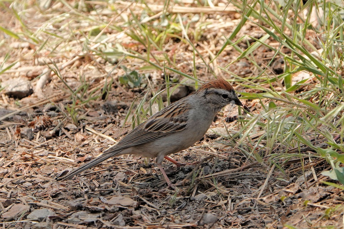Chipping Sparrow - ML620139042