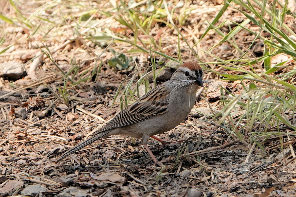 Chipping Sparrow - ML620139043