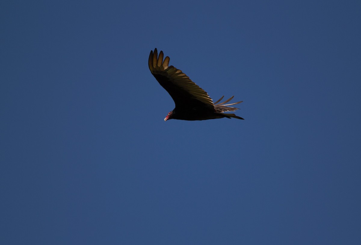 Turkey Vulture - ML620139044
