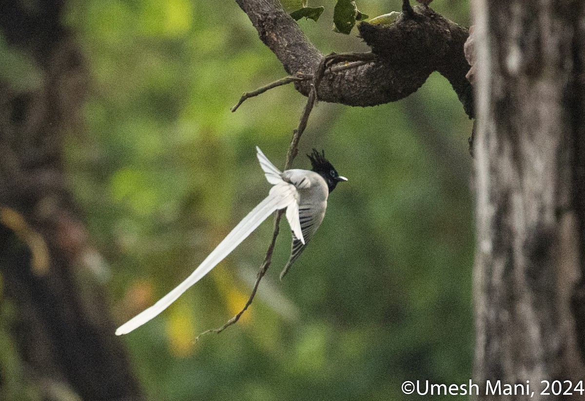 Indian Paradise-Flycatcher - ML620139066