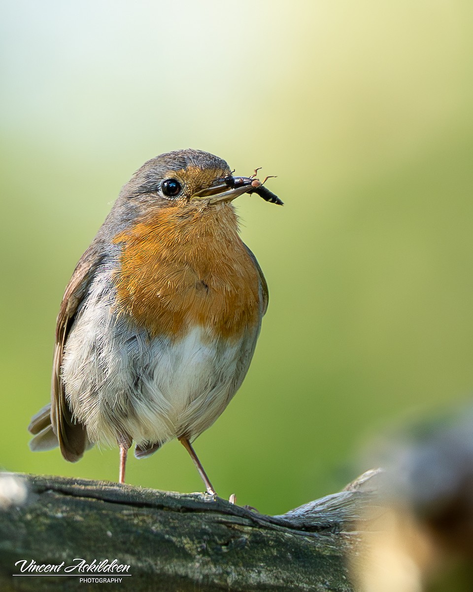 European Robin - ML620139068