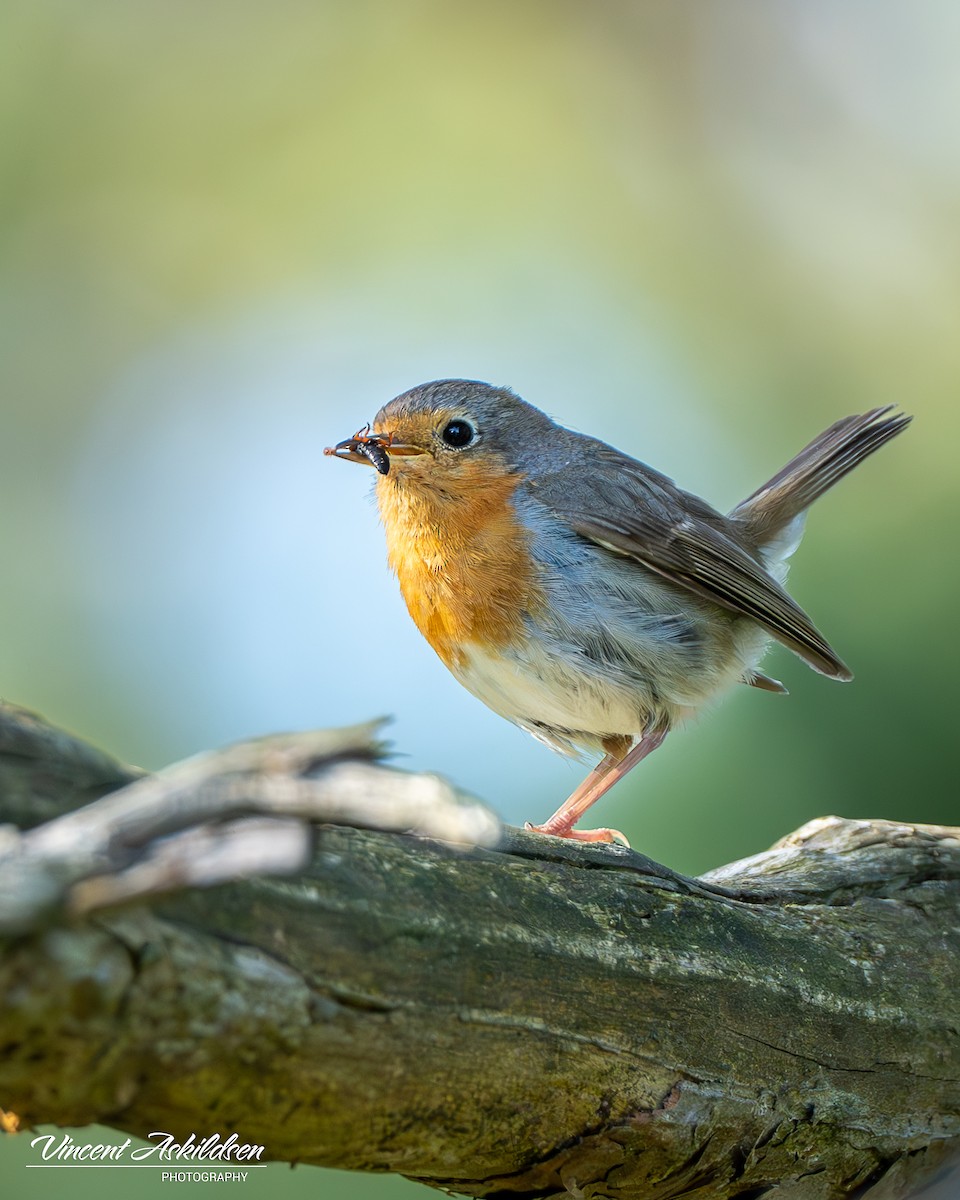 European Robin - ML620139071