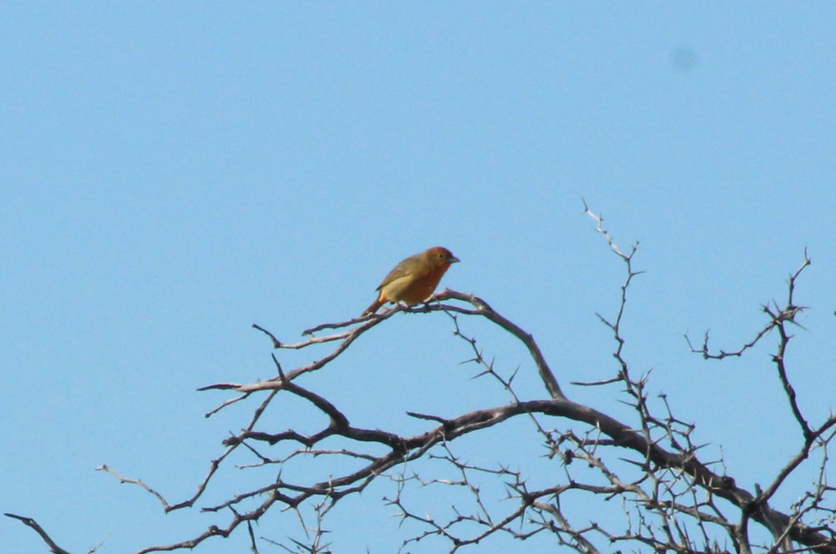 Hepatic Tanager - ML620139072
