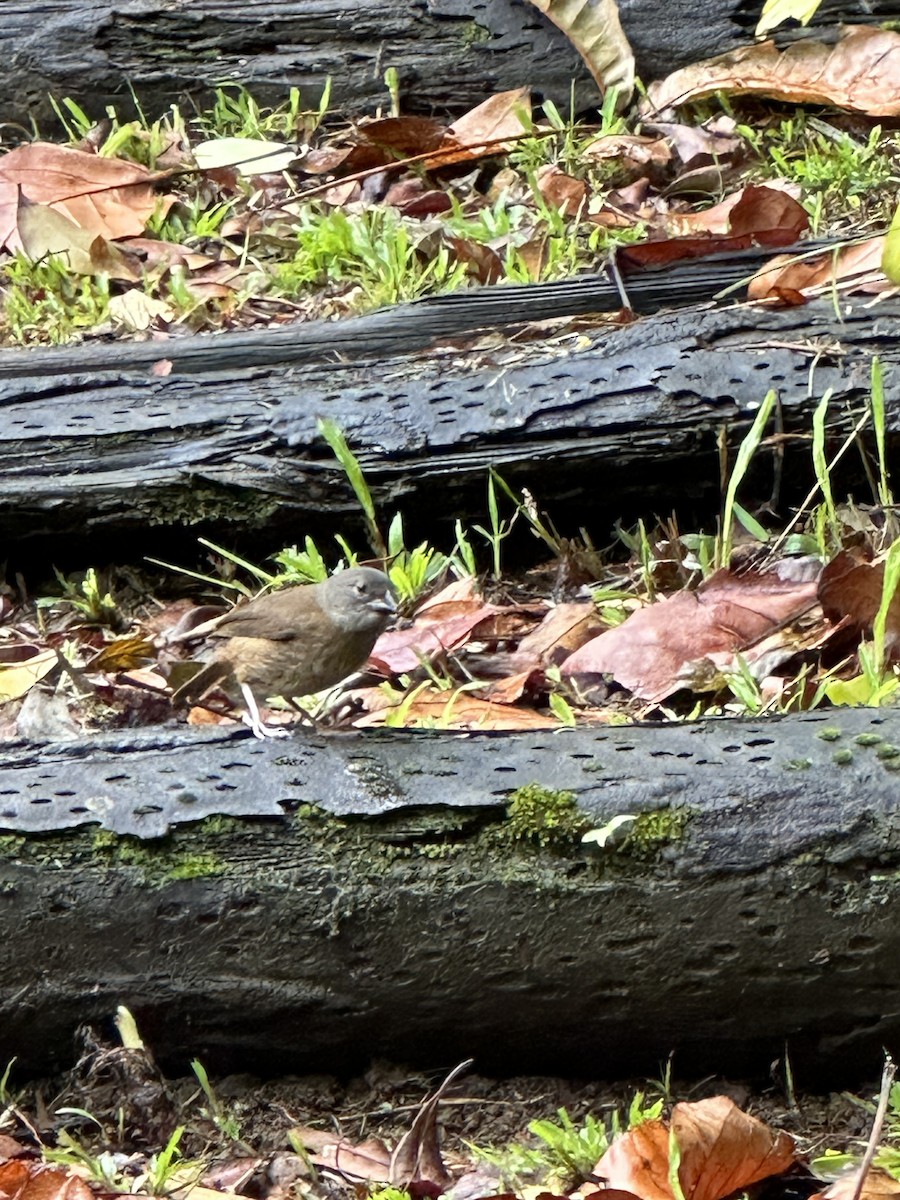 St. Lucia Black Finch - ML620139074