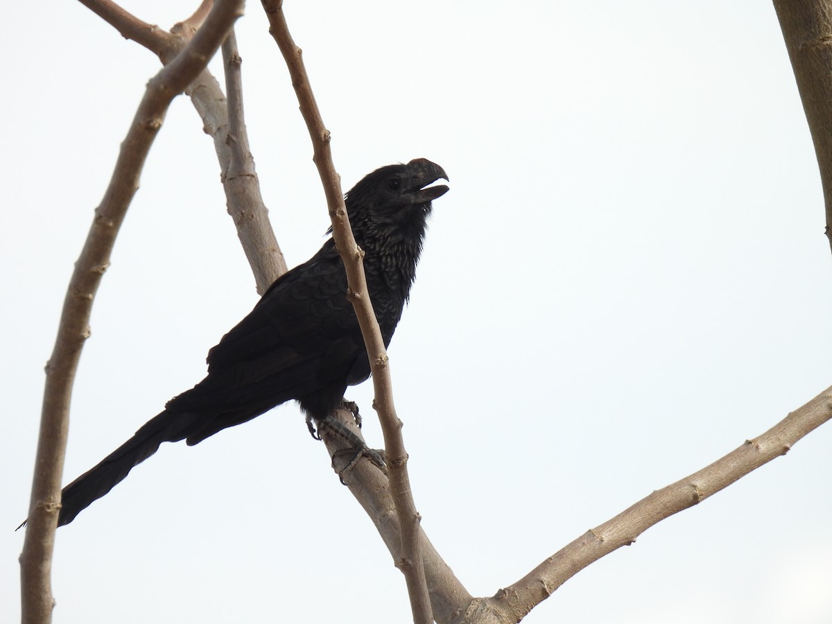 Smooth-billed Ani - ML620139079